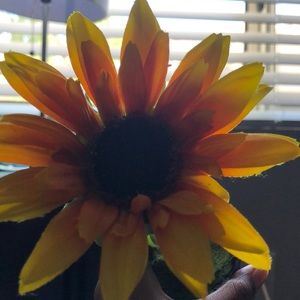 Meet your Posher, Ava